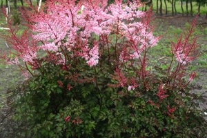 Astilbe 'Delft Lace' 